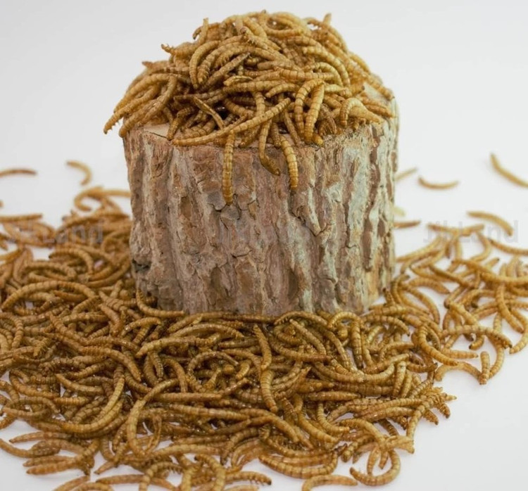 خوراک پرندگان گرین فید کرم خاکی پروتئینه 25گرمی