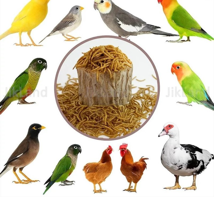 خوراک پرندگان گرین فید کرم خاکی پروتئینه 25گرمی
